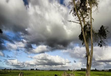 巴西主帅:我给予球员自由度 营造快乐足球氛围 没时间去战术创新.